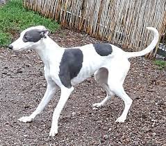 July 12 at 2:31 pm·. Amelie Windhunde In Not