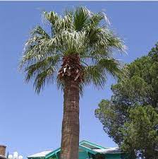 Their cold hardiness is astounding. Succseed Washingtonia Filifera