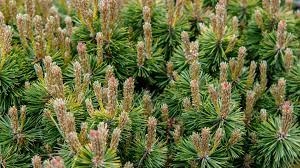 Pinus mugo, known as bog pine, creeping pine, dwarf mountain pine, mugo pine, mountain pine, scrub mountain pine, or swiss mountain pine, is a species of conifer, native to high elevation habitats from southwestern to central europe and southeast europe. Dwarf Mugo Pine Care And Growing Guide