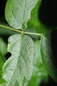 Image result for Hylodesmum repandum