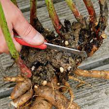 Im august und september ist die beste zeit, um pfingstrosen (auch päonien) zu teilen und zu verpflanzen. Pfingstrosen Umpflanzen Die Wichtigsten Tipps Mein Schoner Garten