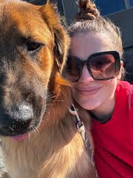 Dogs Golden Retriever and German Shepard Mix