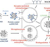 Single-Walled Carbon Nanohorns as Promising Nanotube-Derived ...