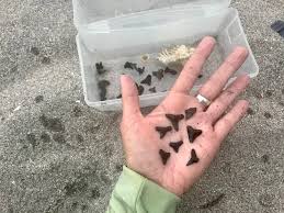 Permanent teeth usually begin to erupt between the ages of 5 and 7. Shark Teeth In Southwest Florida Sanibel Sea School