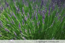 Im winter sollte lavendel nur wenig gegossen werden; Anleitung Zum Uberwintern Von Lavendel Im Topf Im Freien Gartenlexikon De
