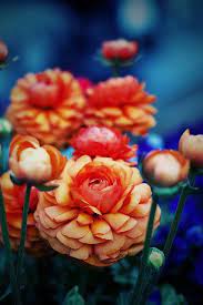 Orange Ranunculus Flowers Nature Beautiful Flowers Orange Flowers