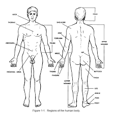 The early stages of a figure drawing usually involve careful measuring and identifying the gesture. Basic Human Anatomy Distance Learning Course