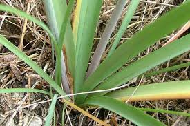 Image result for Nothoscordum borbonicum