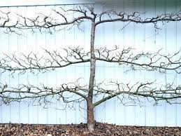 Jun 15, 2013 · i have two pear trees , one is a williams 4 years old the other is a invincible 2years old. If You Do This To Apple And Pear Trees They Ll Look Great And Require Less Space The Seattle Times