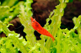 theres fire in my tank keeping fire red shrimp full