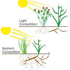 Light Competition Suppresses Couch Grass More Efficiently Than Nutrient Competition In 2021 Rhizome Plant Science Nutrient