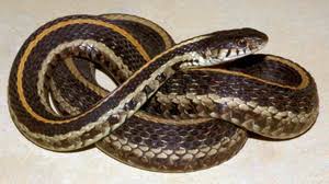 All garter snakes, regardless of base color, have a side and a back stripe. Kansas Herpetofaunal Atlas
