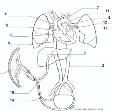 Fetal Circulation Diagram Quizlet