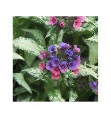 Image result for Pulmonaria Silverado
