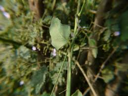 Image result for Commicarpus chinensis