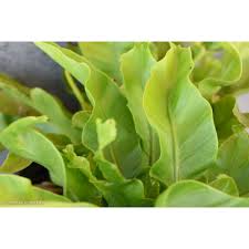 Image result for Asplenium ceii