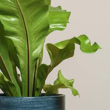 Image result for sleziník Asplenium