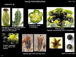 Image result for Argemone