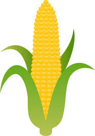 Large Husk Of Golden Corn Harvest Corn Clip Art Popcorn Theme