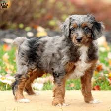 Breeders are the best source of puppies in quantity. Australian Shepherd Poodle Mix Puppies Cheap Buy Online