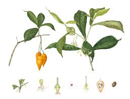 Image result for Tabernanthe