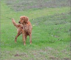 Our dogs have competed and done very well in both field trials and hunt tests. Field Bred Golden Retriever Puppies
