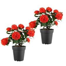 Image result for Ixora laurentii