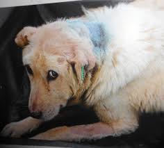 In felanitx haben sie das städtische tierheim übernommen, ausgebaut und renoviert. Www Hundezuhause Com Unser Partner Die Tierhilfe Hoffnung Fur Rumanische Hunde Und Katzen In Not