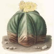 Wild cacti are now under threat from illegal collectors, animal grazing, and building developments. Bishop S Cap Cactus Astrophytum Myriostigma Growing And Care