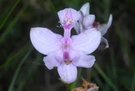 Image result for Rhipidoglossum pusillum