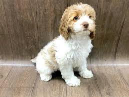 You've come to the right place! Cock A Poo Dog Female Buff White 2409790 Petland Lancaster Ohio