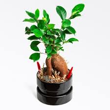 4) bonsainizi edinip eve getirdikten sonra, şekil vermek, bakım yapmak için aceleci davranmayın. Akilli Saksida Zelkova Bonsai Tekzen