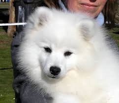 Black American Eskimo Dog For Sale Mannerking Japanese Spitz Japanese Spitz American Eskimo Dog White Fluffy Dog