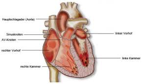 Bei einigen jungen männer im alter von 16 bis 24 jahren kommt es nach der impfung zu herzmuskelentzündungen. Herzrhythmusstorungen Symptome Ursachen Netdoktor At