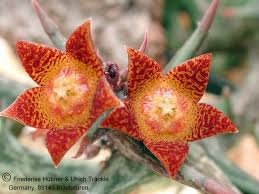Image result for Orbea schweinfurthii