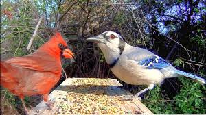 Maybe you would like to learn more about one of these? 21 Interesting Facts About Cardinals Bird Feeder Hub