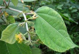 Image result for Triumfetta tomentosa