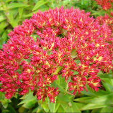 Image result for Crassula alba