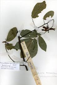 Image result for Monanthotaxis