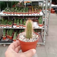 Cuiabá, gesprochen, amtlich portugiesisch município de cuiabá, ist die hauptstadt des brasilianischen bundesstaates art: Arthrocereus Spinosissimus Hu 328 Cuiaba Mato Grosso Brasilien Uhlig Kakteen Uber 5000 Verschiedene Arten