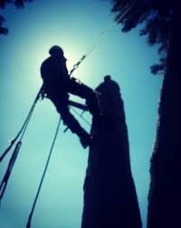 Our pest control services are affordable and reliable for all of our clients. Five Star Pest Control Home Facebook