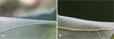 Image result for Uapaca nitida