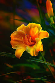 Rainbow Daylily Heat By Bill Tiepelman Day Lilies Amazing Flowers Beautiful Flowers