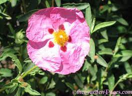 This business listing is provided by Drought Tolerant Plants Blooming In Southern California This April