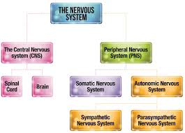 structure of the nervous system psychology tutor2u