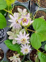 Image result for Passiflora foetida