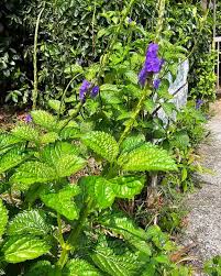 Image result for Stachytarpheta cayennensis