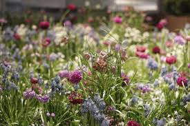 Ein Schweizer Garten Giardina 2017 Die Neue Naturlichkeit Oder Warum Ein Wilder Garten Fur Mich Der Schonste Ist Ein Schweizer Garten Garten Naturgarten