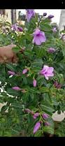 Image result for Bobgunnia madagascariensis
