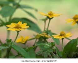 Image result for Aspilia helianthoides